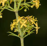 Yellow Spring bedstraw 